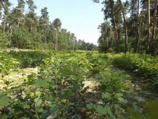 На Львівщині відновили понад 2 тис га лісів